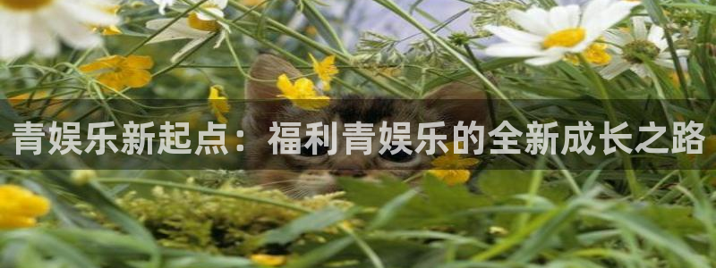 多多28g零能源集团：青娱乐新起点：福利青娱乐的全新成长之路