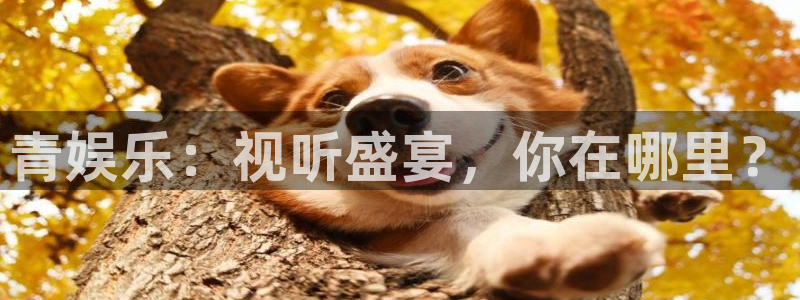 多多28g5注册：青娱乐：视听盛宴，你在哪里？